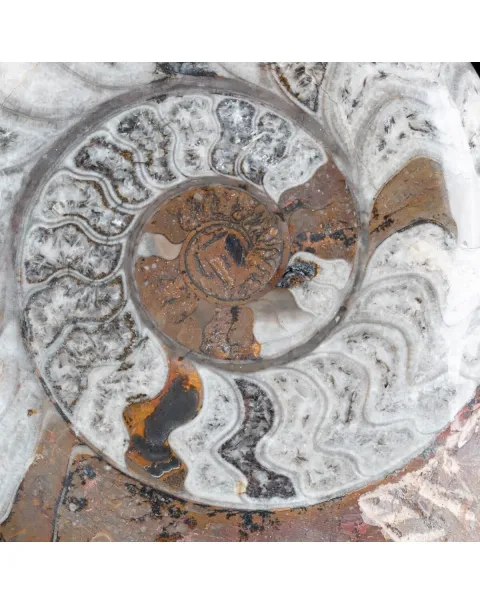 Ammonite Goniatite