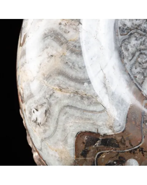 Ammonite Goniatite