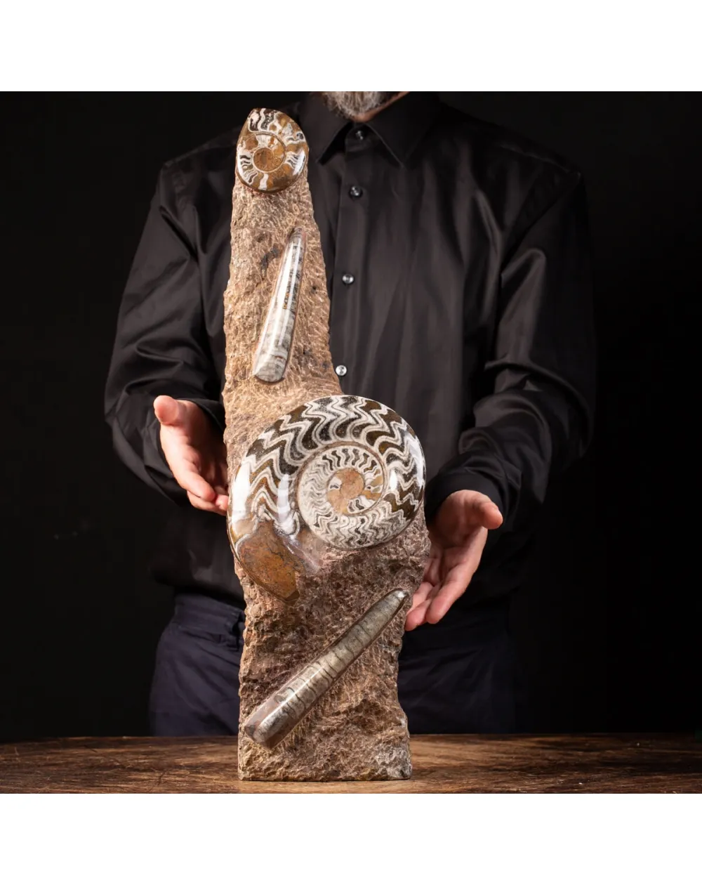 Ammonite Goniatite
