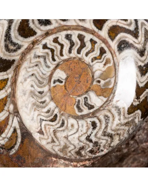 Ammonite Goniatite