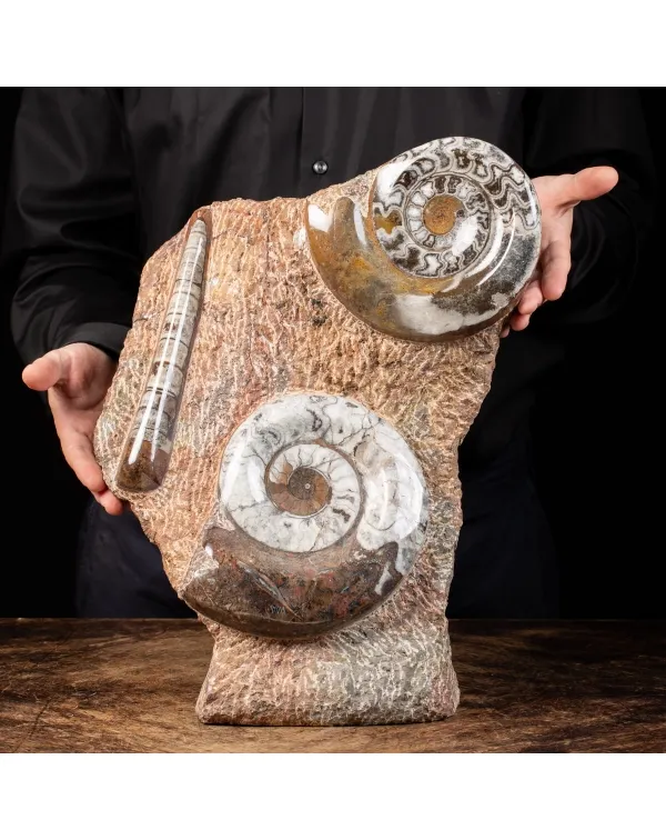 Ammonite Goniatite