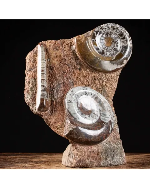 Ammonite Goniatite