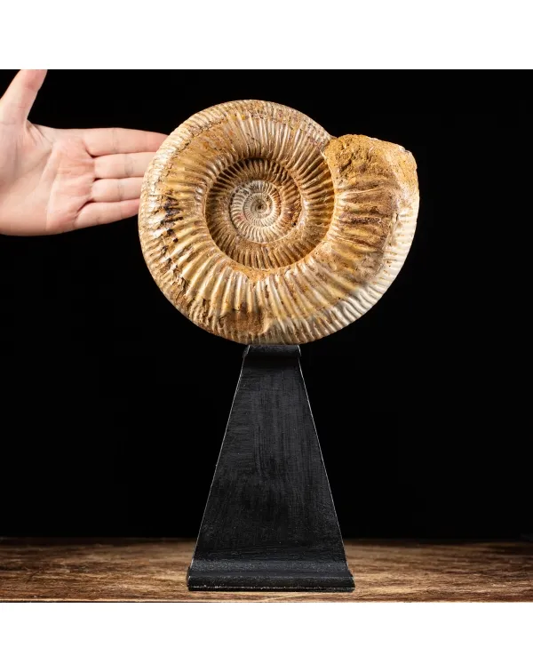 Ammonite Douvilleiceras