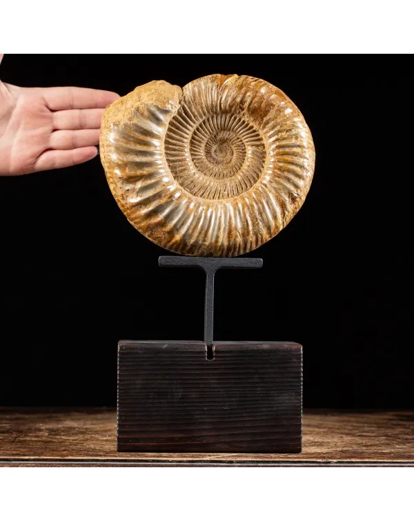 Ammonite Douvilleiceras