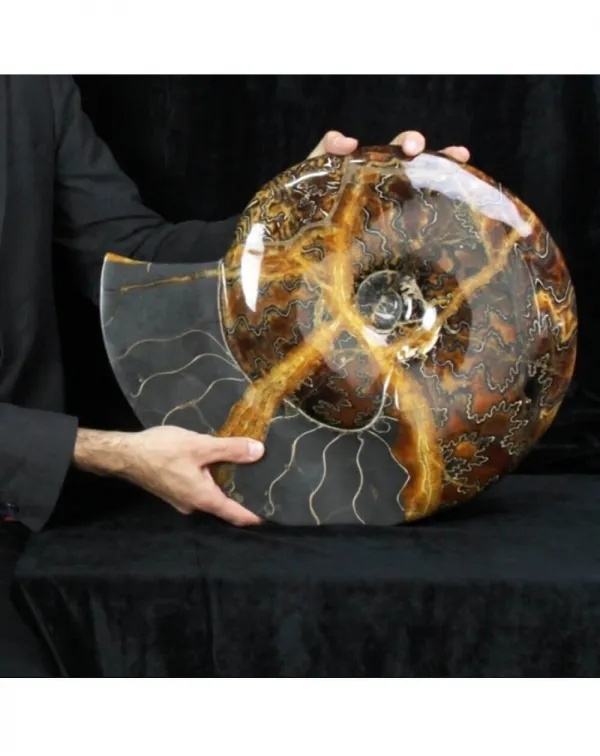 Ammonite Craspedodiscus Discofalcatus