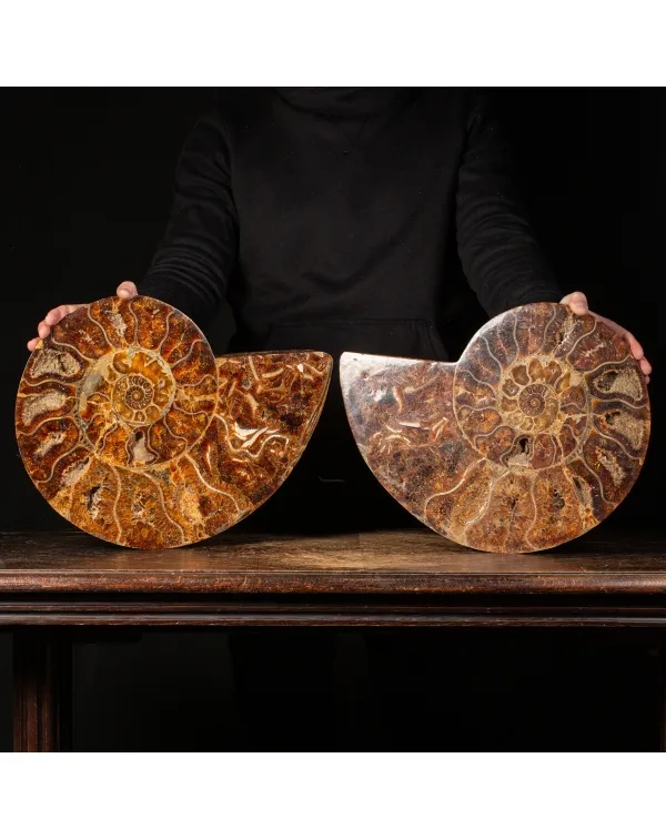 Ammonite Cleoniceras