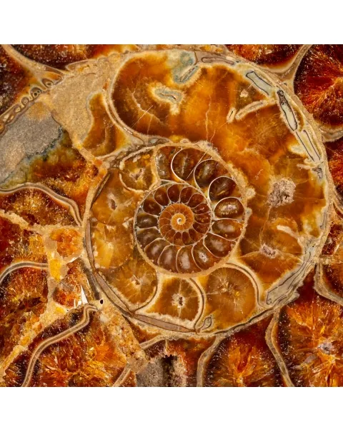 Ammonite Cleoniceras