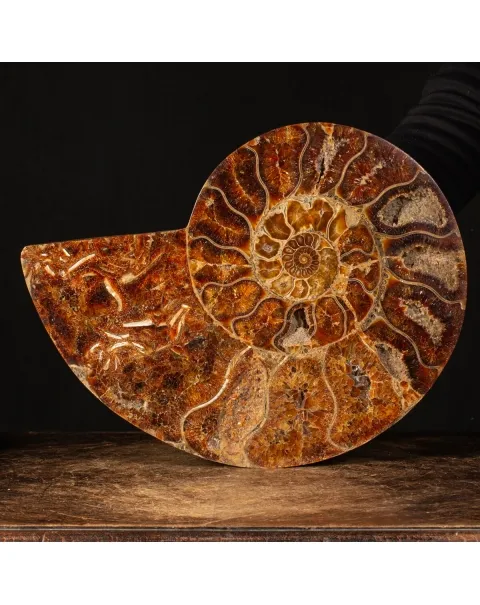 Ammonite Cleoniceras