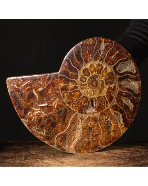 Ammonite Cleoniceras