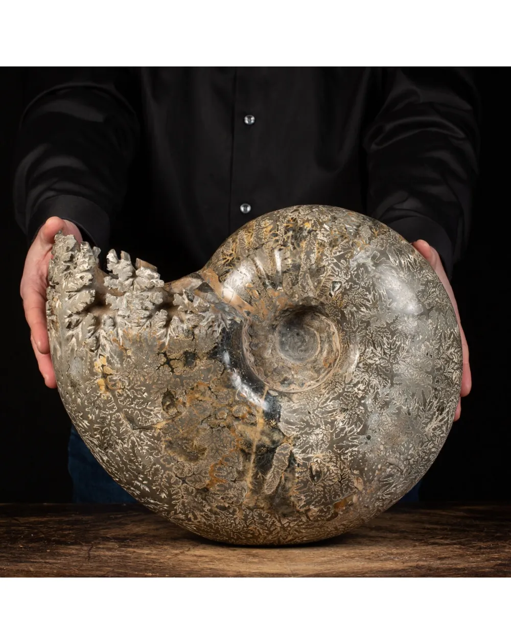 Ammonite Douvilleiceras