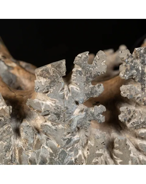 Ammonite Douvilleiceras
