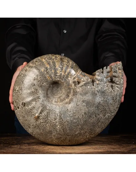Ammonite Douvilleiceras