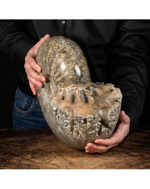 Ammonite Douvilleiceras