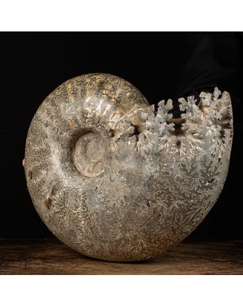 Ammonite Douvilleiceras
