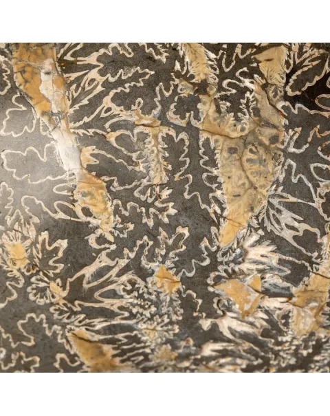 Ammonite Douvilleiceras
