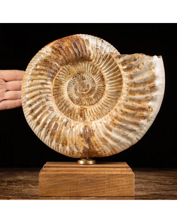 Ammonite Perisphinctes montata su Base in Legno