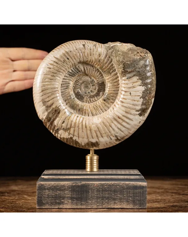 Ammonite Douvilleiceras
