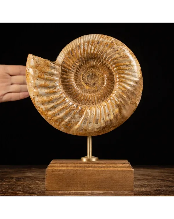 Ammonite Douvilleiceras su base
