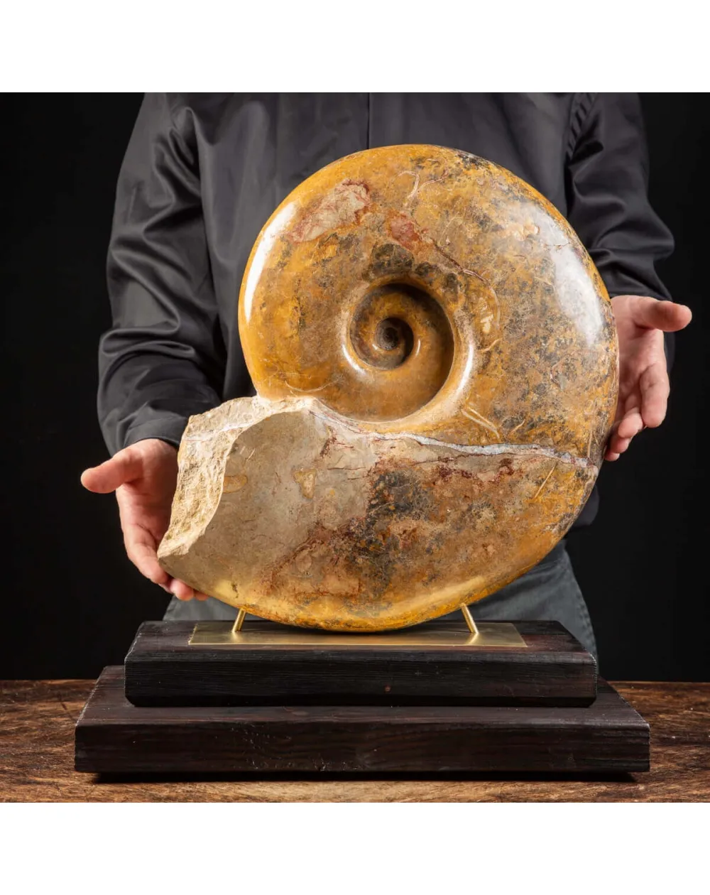 Ammonite Pachylytoceras Dilucidum su elegante base