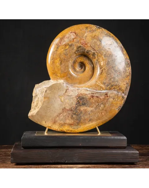 Ammonite Pachylytoceras Dilucidum su elegante base