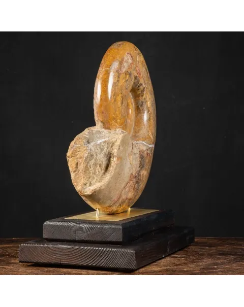 Ammonite Pachylytoceras Dilucidum su elegante base