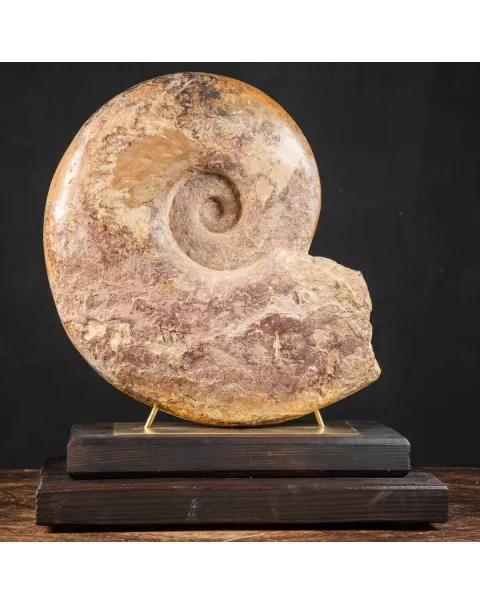 Ammonite Pachylytoceras Dilucidum su elegante base