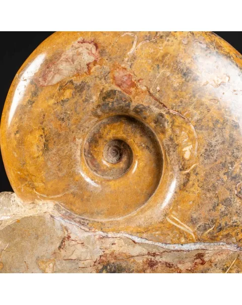 Ammonite Pachylytoceras Dilucidum su elegante base