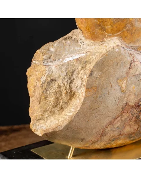 Ammonite Pachylytoceras Dilucidum su elegante base