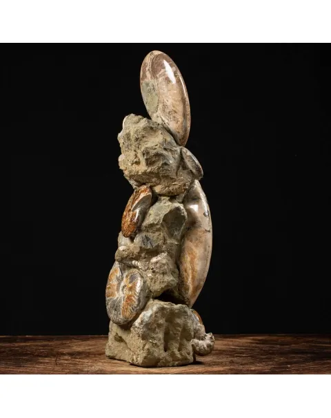 Gruppo di Ammoniti Cleoniceras