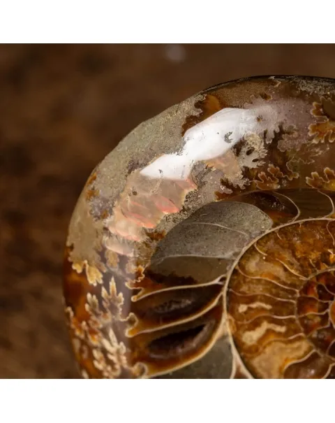 Ammonite Cleoniceras