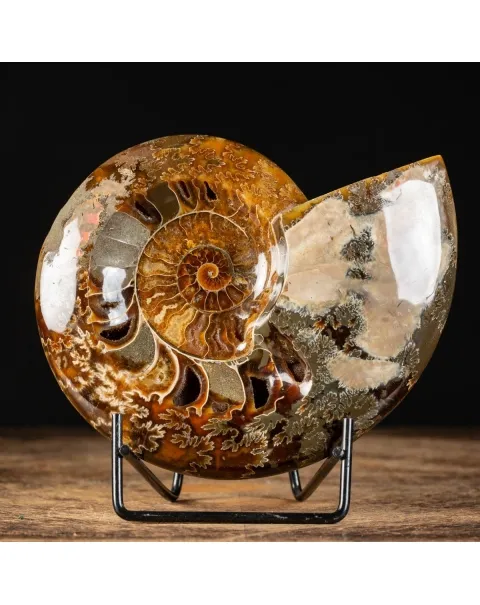 Ammonite Cleoniceras