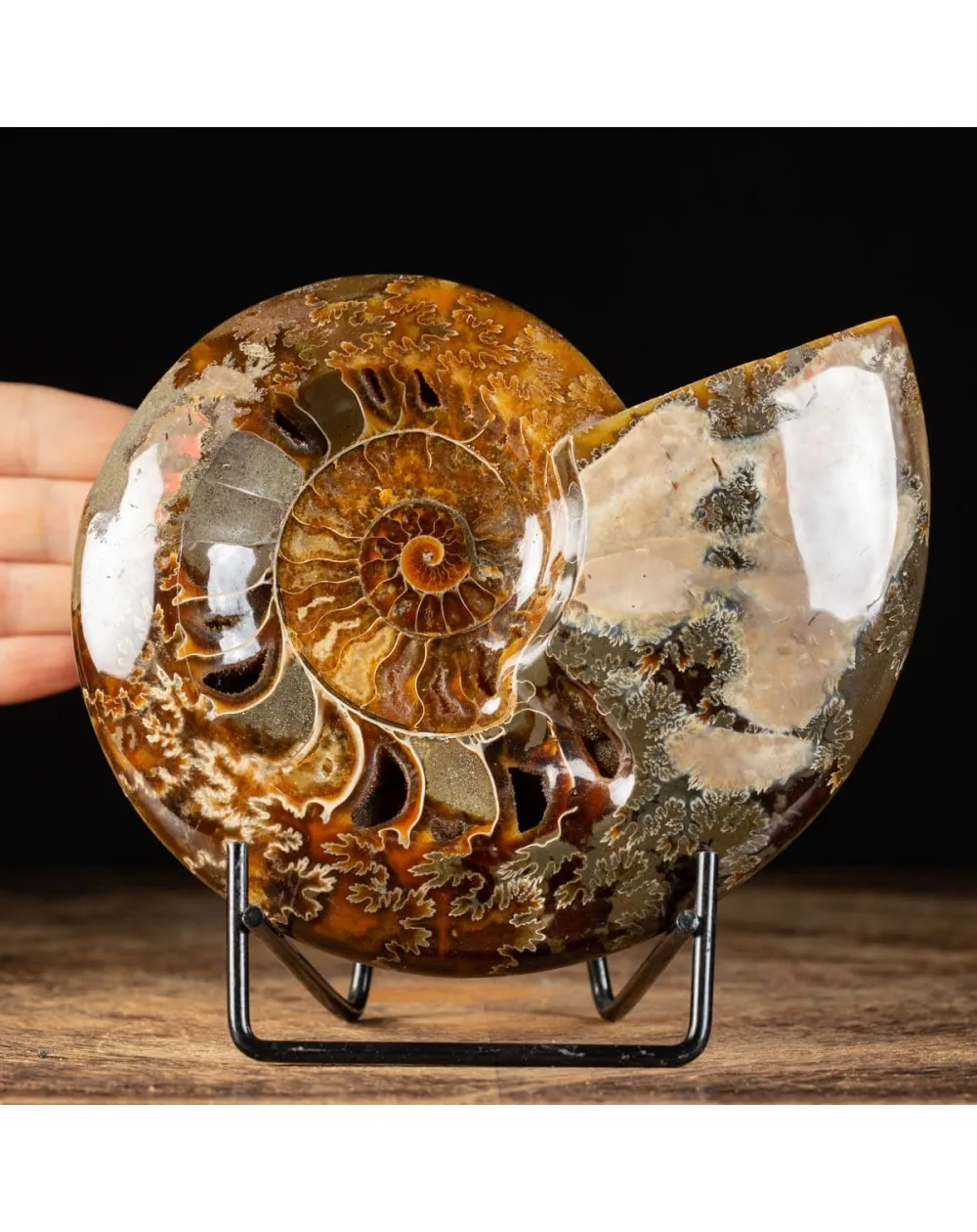 Ammonite Cleoniceras