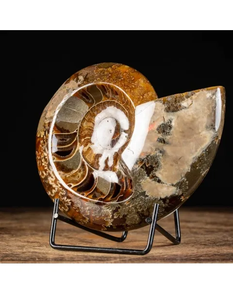 Ammonite Cleoniceras