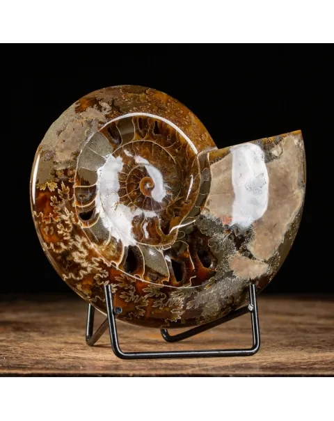 Ammonite Cleoniceras
