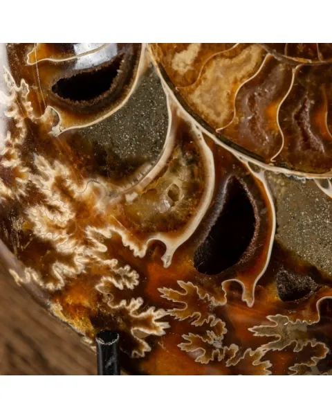 Ammonite Cleoniceras
