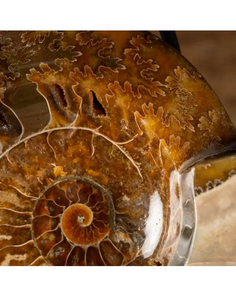 Ammonite Cleoniceras