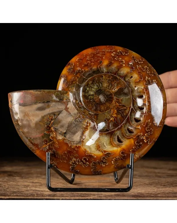 Ammonite Cleoniceras