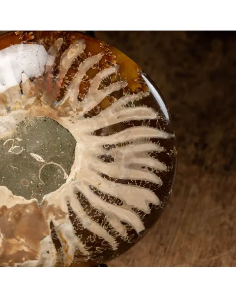 Ammonite Cleoniceras
