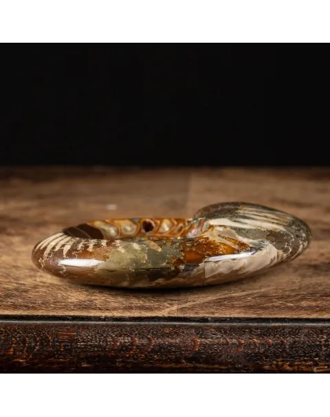 Ammonite Cleoniceras