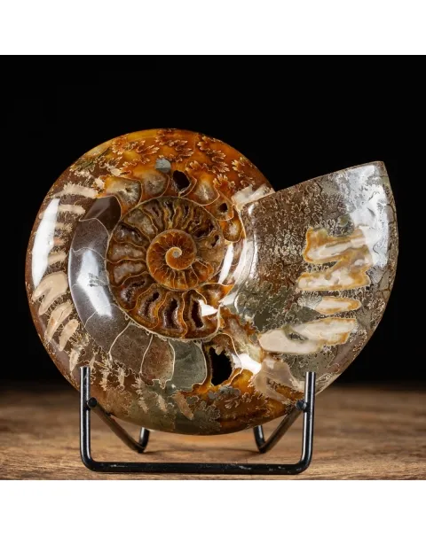 Ammonite Cleoniceras