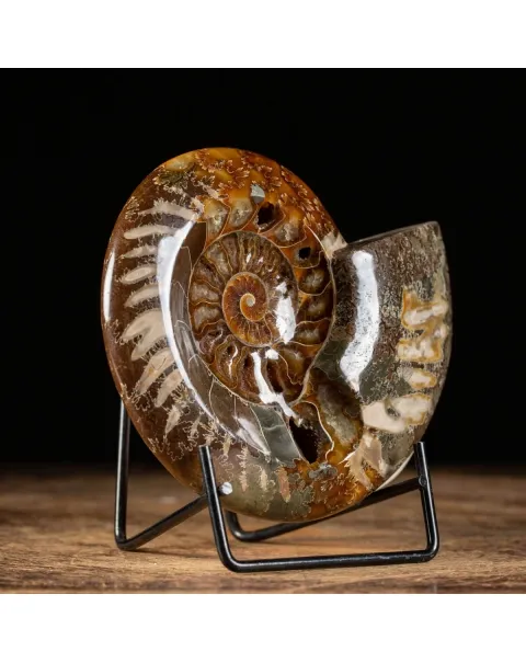 Ammonite Cleoniceras