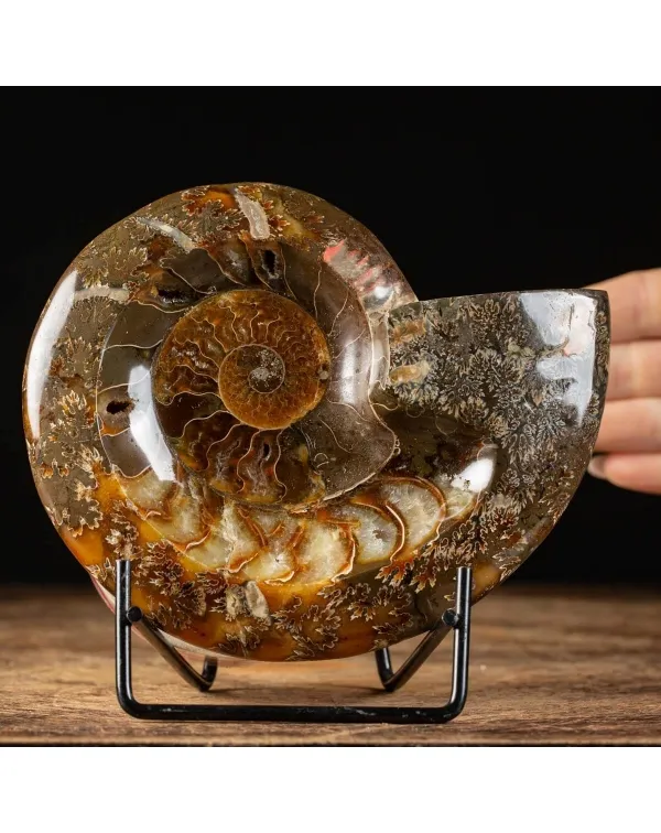 Ammonite Cleoniceras Lucida