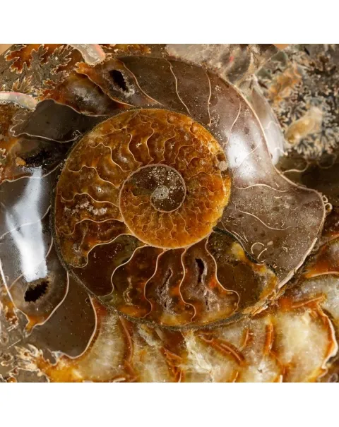 Ammonite Cleoniceras Lucida
