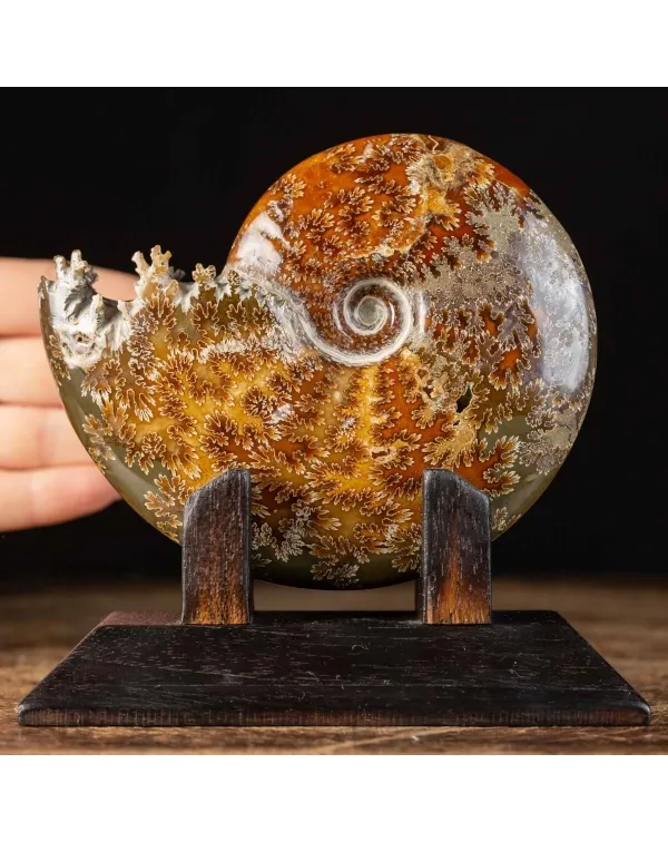 Ammonite Cleoniceras su Base decorativa