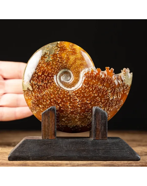 Ammonite Cleoniceras su Base decorativa