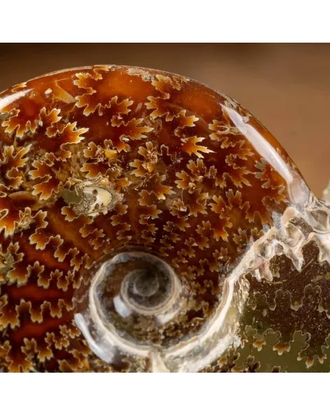 Ammonite Cleoniceras su Base decorativa