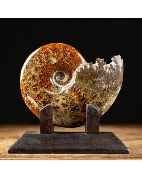 Ammonite Cleoniceras su Base decorativa