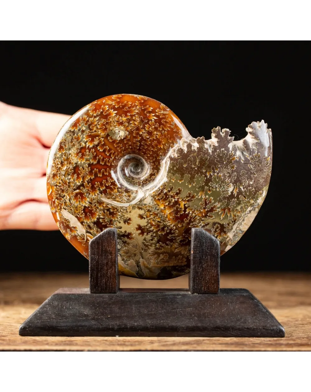 Ammonite Cleoniceras su Base decorativa