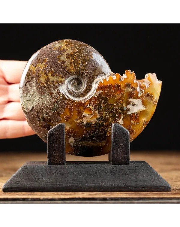 Ammonite Cleoniceras su Base decorativa