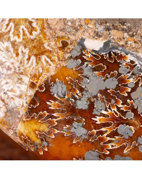 L'interno della Bellezza Paleontologica: Cleoniceras